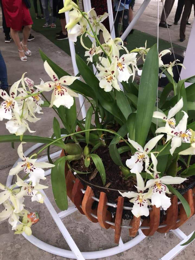 Giò vũ nữ trị giá hơn 30 triệu đồng.