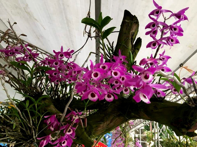 Không dưới 50 triệu cho giỏ Hoàng Thảo tím được cấy ghép trên thân gỗ là nhận định của những người mê loài phong lan rừng.