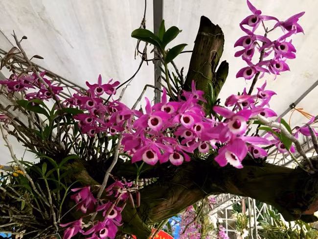 Không dưới 50 triệu cho giỏ Hoàng Thảo tím được cấy ghép trên thân gỗ là nhận định của những người mê loài phong lan rừng.