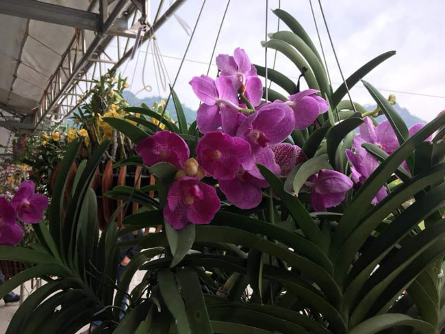 Theo ban tổ chức, có khoảng hơn 100 loài phong lan được người chơi mang đến trong lễ hội để giao lưu. Có những giò lên tới cả trăm triệu đồng.