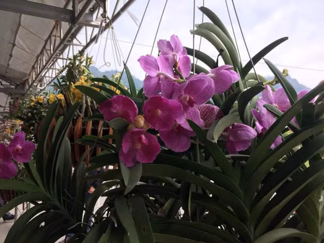 Theo ban tổ chức, có khoảng hơn 100 loài phong lan được người chơi mang đến trong lễ hội để giao lưu. Có những giò lên tới cả trăm triệu đồng.