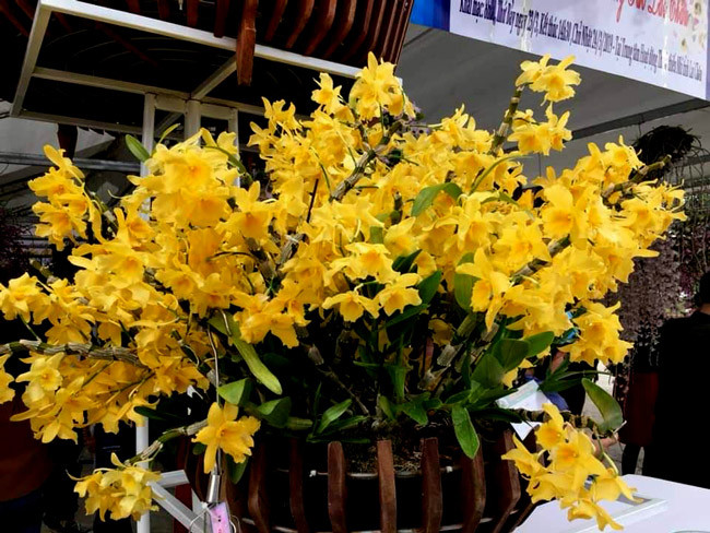 “Phải mất hơn bảy năm chăm sóc mới gột lên được giò lan này. Nhiều người đam mê đã tìm đến hỏi mua, có người đã trả 120 triệu nhưng tôi chưa bán. Một phần vì có lẽ người mua chưa có duyên” - anh Tâm, chủ nhân giò lan cho biết.