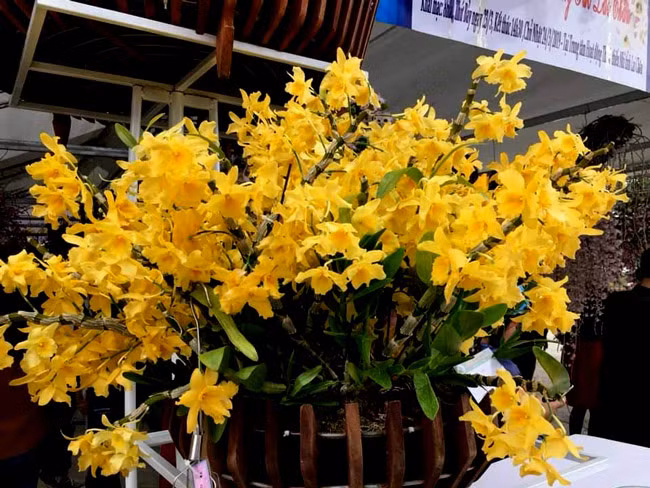 “Phải mất hơn bảy năm chăm sóc mới gột lên được giò lan này. Nhiều người đam mê đã tìm đến hỏi mua, có người đã trả 120 triệu nhưng tôi chưa bán. Một phần vì có lẽ người mua chưa có duyên” - anh Tâm, chủ nhân giò lan cho biết.