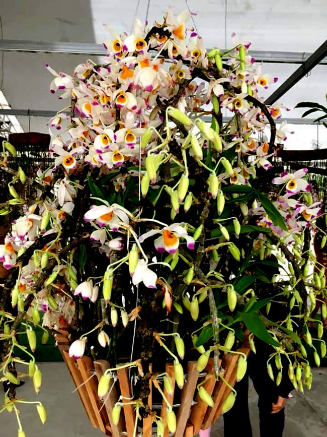 Hoàng thảo bạch hỏa hoàng là loài phong lan sinh trưởng trên độ cao từ 600-1.500m so với mặt nước biển. Đây cũng là loài được tìm thấy ở các tỉnh Lâm Đồng, Kontum chục năm trở lại đây