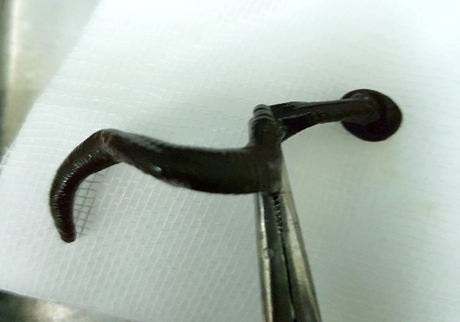 Con đỉa dài gần 15 cm được gắp ra từ khoang mũi bệnh nhi 9 tuổi. Ảnh: Bác sĩ Nguyễn Văn Tường