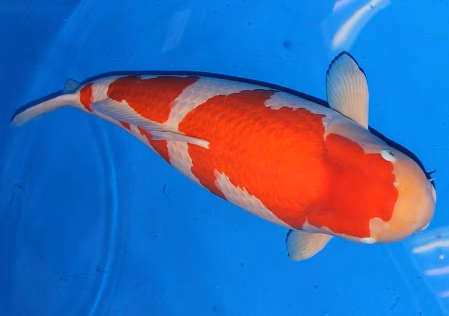 Xon xao clip ca Koi khong lo duoc dau gia 42 ty dong