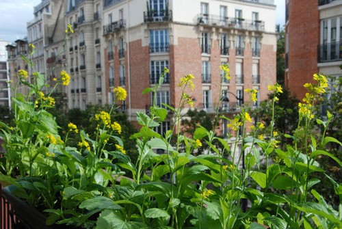 Chị Hiệu cho biết, các cây thuộc họ cải đều dễ mọc: "Năm ngoái, tôi từng để tất cả các chậu cải trên ban công nở thành hoa vàng rất đẹp. Sau đó, tôi thu gom hạt giống già. Các hạt này khỏe mạnh, mọc nhanh và tốt hơn hạt giống mua sẵn".