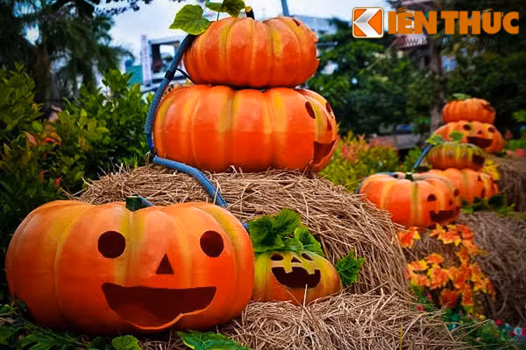  Vườn bí ngô "khủng" Bình Tân, điểm đến mới đang thu hút rất đông bạn trẻ đến check in nhân dịp Halloween. 