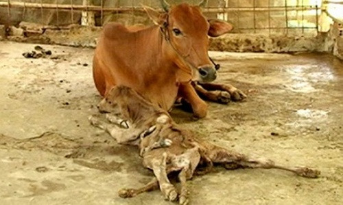 Chú bê 8 chân thu hút sự hiếu kì khi vừa mới sinh ra.