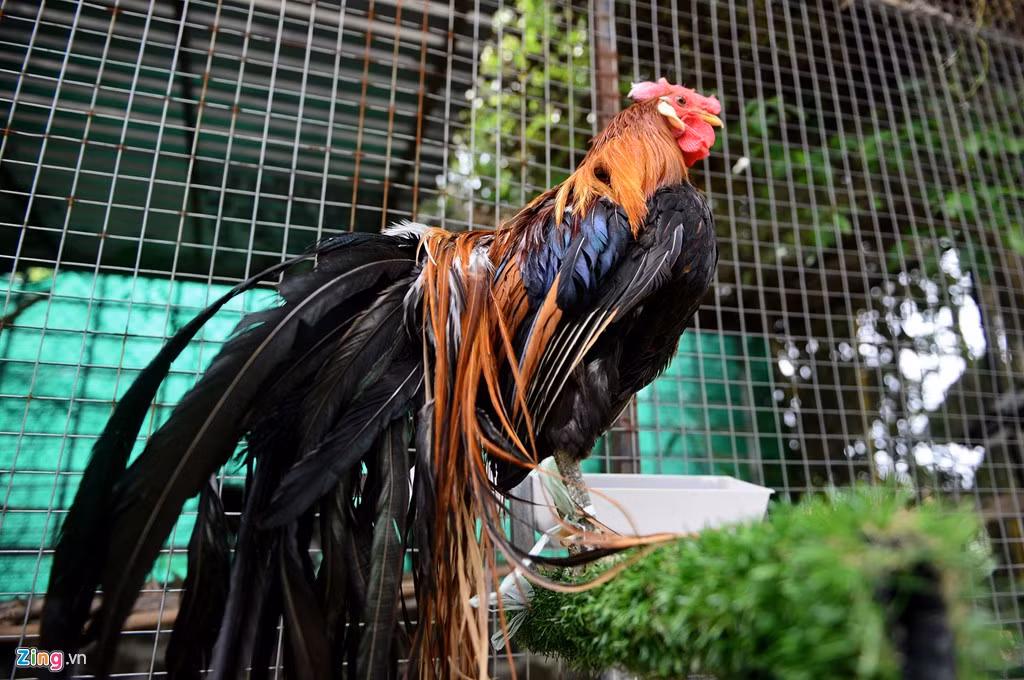 Trọng lượng gà Onagadori anh Hồng nhân giống không khác so với gà ta. Con trống nặng 2,5 kg, gà đẻ trứng khoảng 2-2,2 kg.