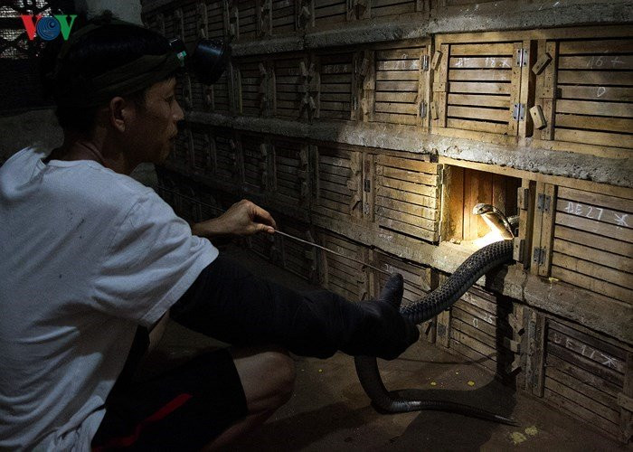 Theo người dân nơi đây, rắn được thu mua về khi còn nhỏ chỉ khoảng vài lạng, đến gần 1kg. Lúc đó giá rắn rẻ hơn, sau 1 năm nuôi rắn sẽ được trọng lượng khoảng 2kg đến 3kg.