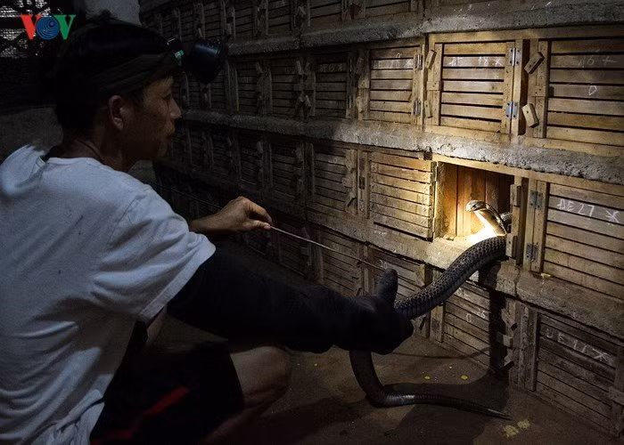 Theo người dân nơi đây, rắn được thu mua về khi còn nhỏ chỉ khoảng vài lạng, đến gần 1kg. Lúc đó giá rắn rẻ hơn, sau 1 năm nuôi rắn sẽ được trọng lượng khoảng 2kg đến 3kg.