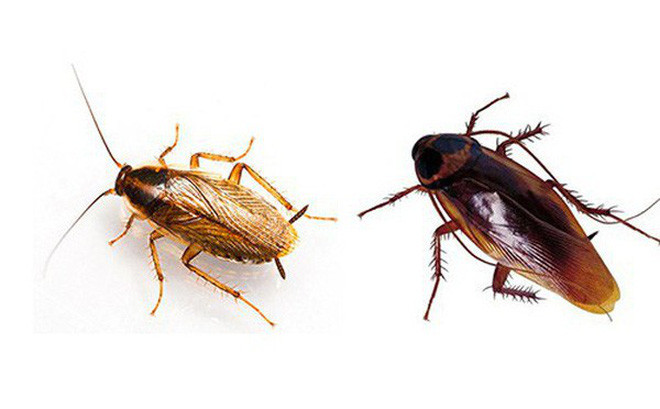 Noi am anh kinh hoang ve gian Duc