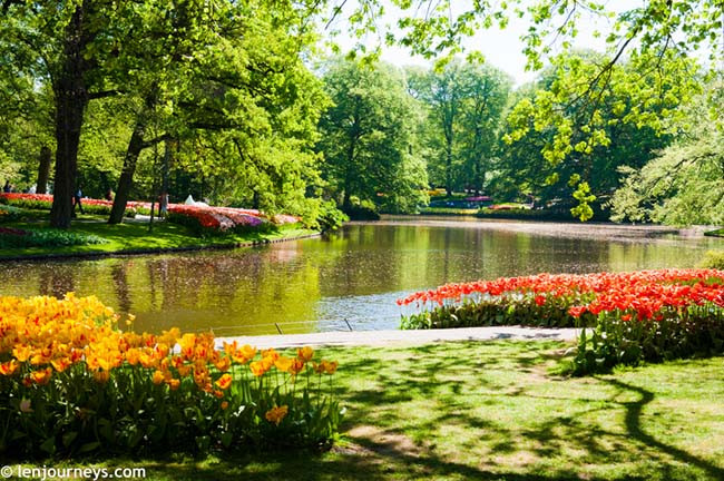 Với khoảng 7 triệu đóa hoa, Keukenhof được mệnh danh là khu vườn của châu Âu. Nó là một trong những địa điểm du lịch hấp dẫn nhất Hà Lan và được đánh giá là khu vườn đẹp nhất hành tinh. Mở cửa từ giữa tháng 3 đến giữa tháng 5, Keukenhof thu hút khoảng 800.000 du khách mỗi năm.