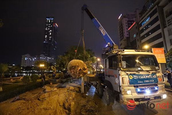 Cây cổ thụ đầu tiên của hàng cây trên đường Kim Mã được hạ xuống để chuyển về vườn ươm.
