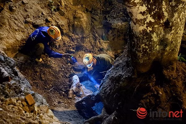 Công đoạn cắt gốc được làm hoàn toàn thủ công, không sử dụng máy móc vì có thể làm hỏng rễ.