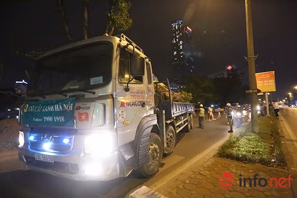 Những cây này sẽ được đưa về vườn ươm rộng khoảng 3.000 mét vuông, trước đó vườn này dùng để trồng táo nhưng đã giải phóng xong mặt bằng để đưa cây về.