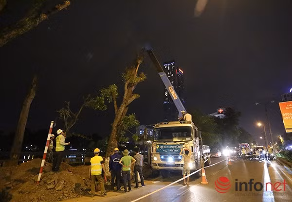 Đại diện công ty thi công cho biết, hàng cây sẽ được đánh chuyển trong 30 ngày, trong đó có 30 cây có đường kính lớn, hơn 70 cây còn lại là cây bóng mát.