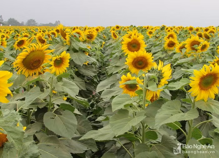 Rất nhiều bạn trẻ đã chọn cánh đồng hoa hướng dương làm nơi để cho ra đời những bức ảnh cưới và chụp ảnh với nhóm bạn đầy vui vẻ. Ảnh: Báo Nghệ An.