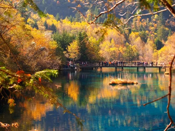 Cảnh sắc 4 mùa ở khu du lịch Cửu Trại Câu đều mang vẻ đẹp mê hoặc nhưng mùa thu (vào khoảng 15 - 25/10 hàng năm) mới là thời điểm đẹp nhất ở nơi đây với những thảm lá chuyển sắc vàng rực bên dòng nước trong xanh nhìn xuống tận đáy và ngọn thác trắng bạc.