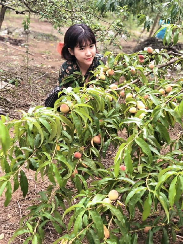 Đặc biệt, khi lạc giữa những vườn mận Mộc Châu đang "rục rịch" chín đỏ rực, quả mọc trĩu cây. nhiều người sẽ khó cầm lòng.