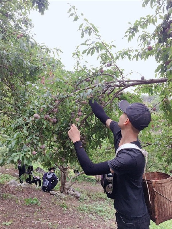 Tháng 4, 5 là tháng của mùa thu hoạch mơ, mận, đào ở Mộc Châu.