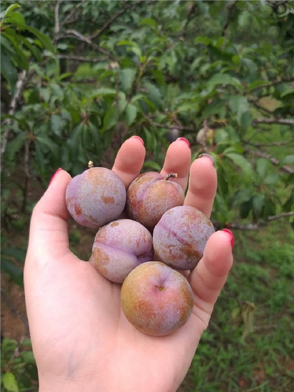 Trong dịp này, dân phượt từ khắp nơi lại háo hức muốn lập "team" đến Mộc Châu để được check-in, thưởng thức những trái mận ngon chính vụ ngay lập tức.