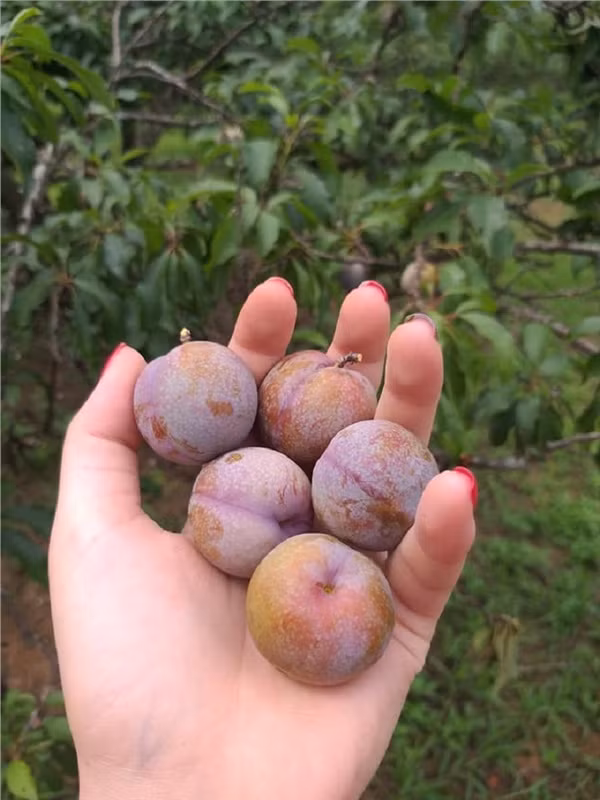 Trong dịp này, dân phượt từ khắp nơi lại háo hức muốn lập "team" đến Mộc Châu để được check-in, thưởng thức những trái mận ngon chính vụ ngay lập tức.