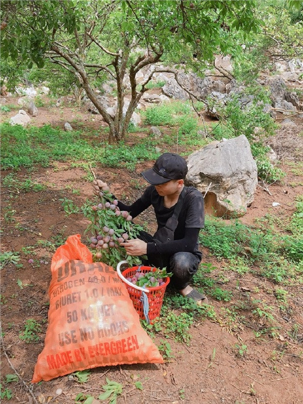 Chỉ với giá vài chục ngàn cho một lượt là đã có thể thoải mái vào thăm những khu vườn mận đang độ thu hoạch và thưởng thức tại chỗ 'thức quà' ngon ngọt ngay tại vườn.