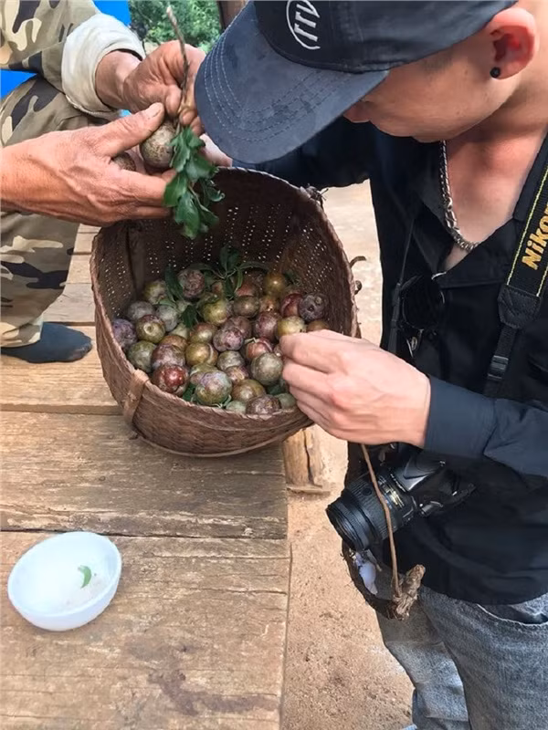 Mùa mận chín Mộc Châu đã làm say đắm biết bao du khách dừng chân nơi đây.