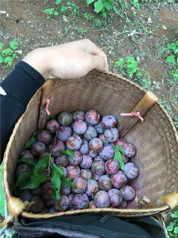 Các bạn trẻ được tha hồ check-in "sống ảo" và thưởng thức mận ngay tại vườn.