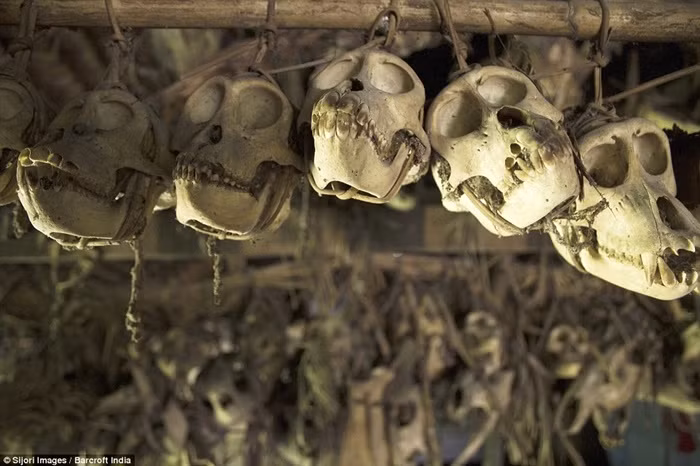 Họ trang trí ngôi nhà bằng hộp sọ của những con thú đã săn được.