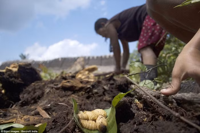 Những con nhộng được người dân bộ lạc săn được trong một buổi tìm kiếm.