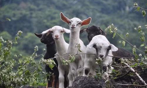 Dai gia Ninh Binh san de rung sach lam dac san an Tet-Hinh-2