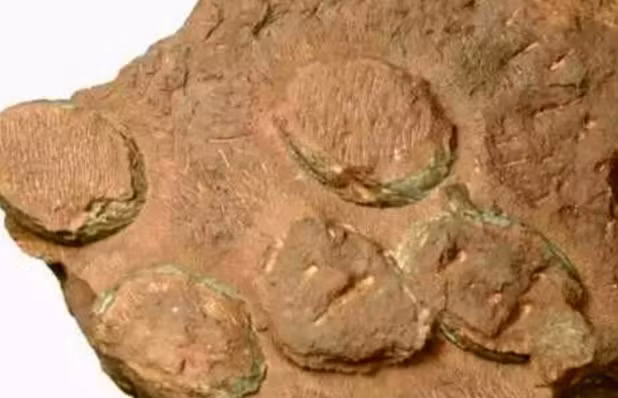 Phat hien o trung cua loai khung long chua tung duoc biet den