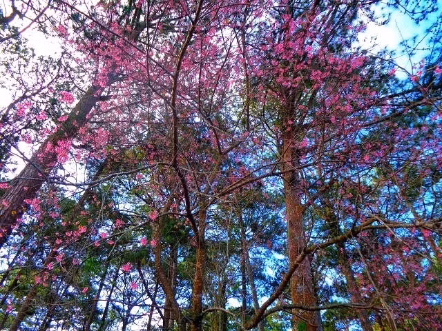 Những gốc mai anh đào được các bạn trẻ chụp tại ven hồ Tuyền Lâm.