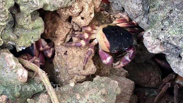 Do chưa thể tự cho sinh sản nên con giống anh Thanh đặt mua của người dân trong vùng đi bắt để thả nuôi.