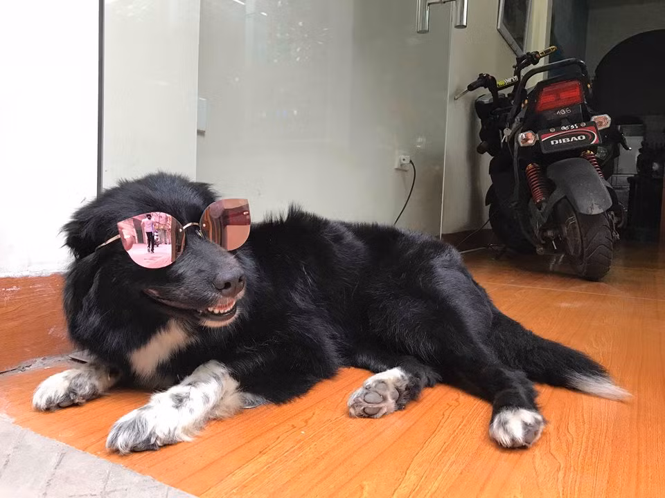 "Nhà mình có truyền thống kinh doanh kính mắt thời trang, mỗi lần chụp ảnh sản phẩm thường phải nhờ bạn bè, hay phải thuê người mẫu mới nổi để có ảnh hấp dẫn để bán hàng và mức chi phí cho việc này khá nhiều. Nên trong một lần ngồi suy nghĩ, tại sao mình lại không sử dụng thú cưng của mình làm người mẫu giống như những gì mà trước đây trên mạng xã hội đã xuất hiện". Bá Mạnh cho biết thêm.