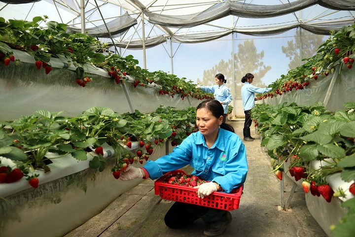  Vườn dâu rộng 1,2 ha nằm giữa đồi cao, cô lập với khu dân cư.