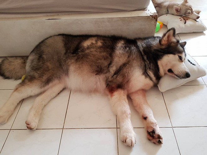 "Sau khi hai người bạn chạy đến, mình trực tiếp gửi bé Husky nhờ trông hộ rồi chạy vào cứu tiếp hai bé. Nhà mình ở lầu 1, lúc đó nhiều người đi tắt qua nhà để được cứu hộ có bảo không nghe thấy tiếng chó sủa, mình gục ngã luôn rồi vừa đi vừa khóc. Sau đó quá mệt nên mình được đưa đi cấp cứu. Lúc đó mình chỉ kịp dặn dò hai người bạn nhờ cứu hộ cứu chó giúp vì mạng của mình là của nó. Khi mình ở bệnh viện, một người bạn năn nỉ cứu hộ cho leo lên cứu bé, cuối cùng phát hiện Xuka đang ở góc phòng ngủ, có máy lạnh đỡ nóng và đang ôm con. Nghe tiếng người quen nó bắt đầu sủa và được cứu thoát. Ở bệnh viện nghe tin mình quá hạnh phúc và bật khóc thôi", anh Danny tiếp tục chia sẻ.