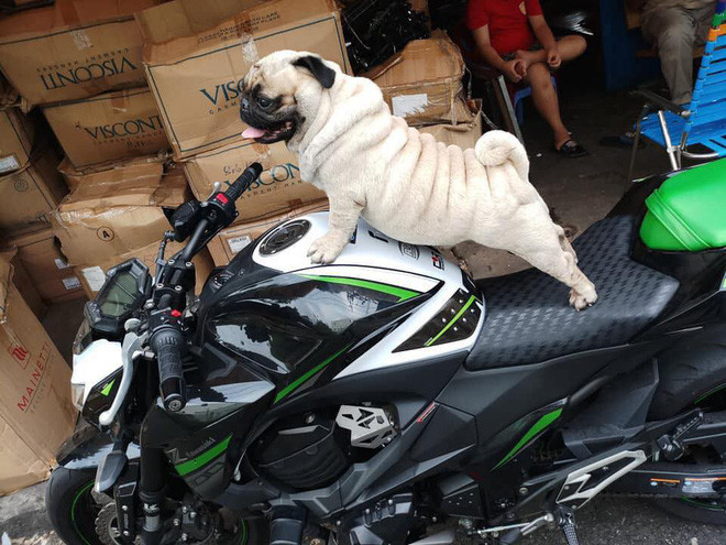 Chú chó trong mỗi bức hình đều vô cùng sang chảnh với trang bị từ quần áo, trang sức, phụ kiện hay thậm chí cả xế hộp.