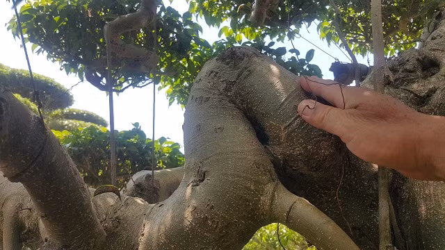 Điểm nhấn làm tăng giá trị của cây là tay hoành khi vươn ra khỏi thân bị gẫy gập một góc nhọn mà không cây nào có.