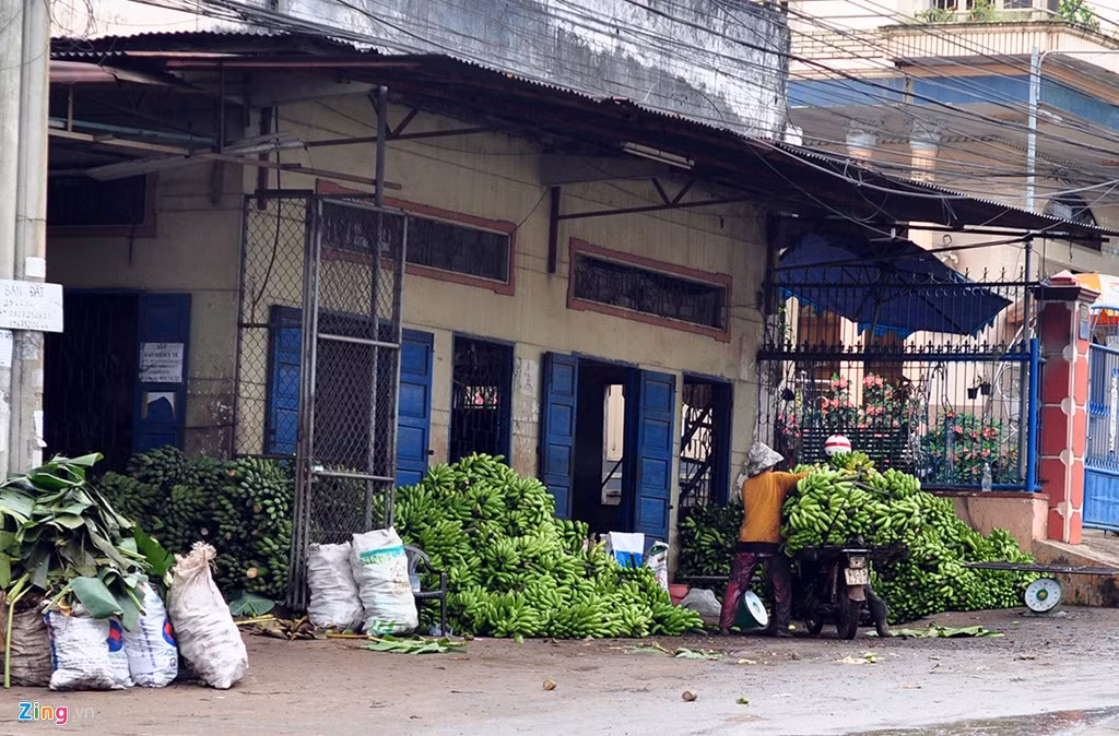 Theo bà Trần Thị Hoa, chủ vựa thu mua nông sản tại xã Quang Trung, chuối là cây cho thu hoạch quanh năm nhưng vụ chính bắt đầu từ tháng 10 đến dịp Tết Nguyên đán hàng năm. Vào dịp này, mỗi ngày bà thu mua 20-40 tấn trái.