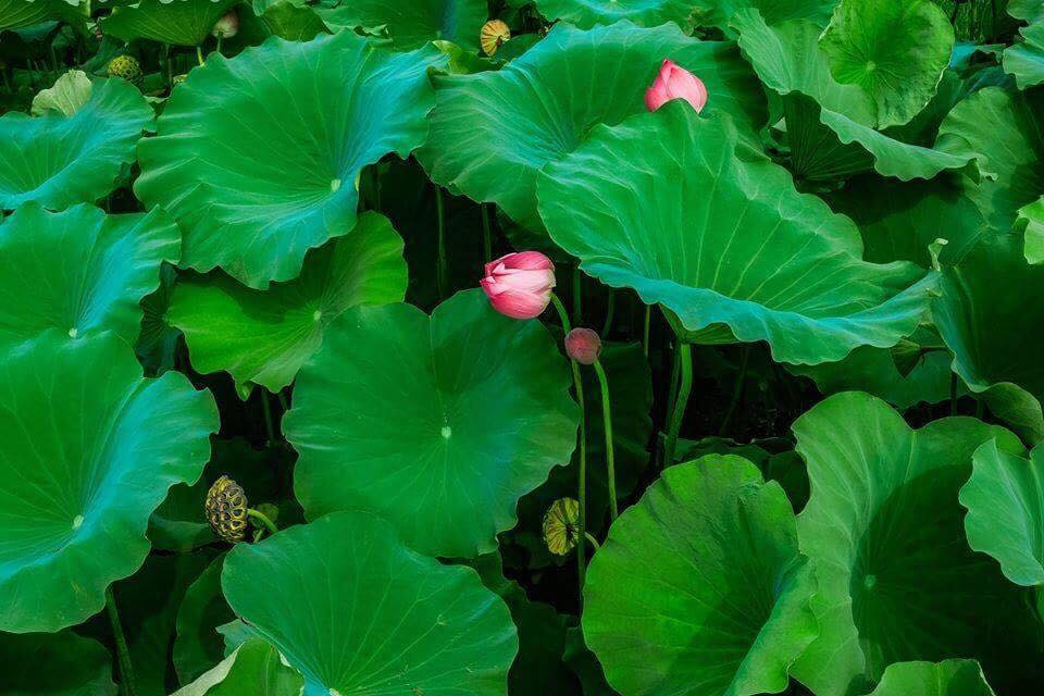 Những đóa sen ẩn hiện lấp ló giữa nền lá xanh mướt khiến cảnh vật lung linh hơn bao giờ hết. Kết hợp với ngôi trường có kiến trúc đẹp làm cảnh sắc càng nên thơ hơn.