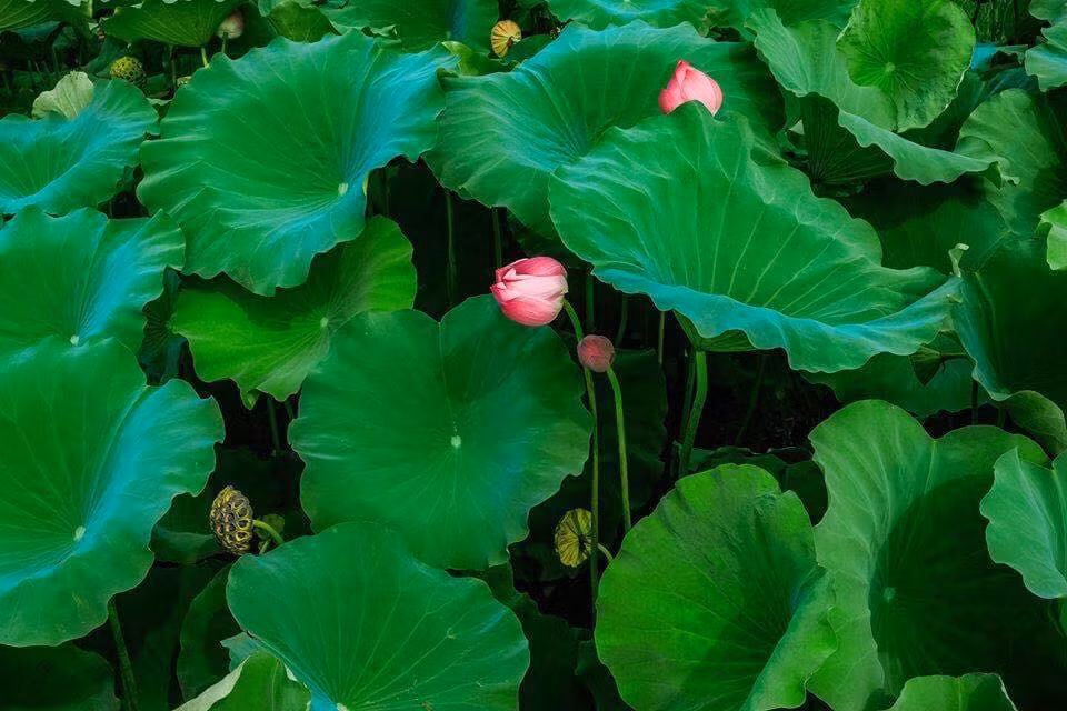 Những đóa sen ẩn hiện lấp ló giữa nền lá xanh mướt khiến cảnh vật lung linh hơn bao giờ hết. Kết hợp với ngôi trường có kiến trúc đẹp làm cảnh sắc càng nên thơ hơn.