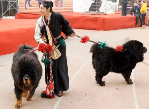 Chứng kiến clip làm thịt Quốc khuyển Tây Tạng này, nhiều dân mạng cũng nhắc lại những hành động dã man của một số nhân vật trước đây hành hạ thú nuôi một cách dã man như dùng chân dẫm chết chú thỏ non hay dùng gậy đập chết chú chó tội nghiệp bị thương.