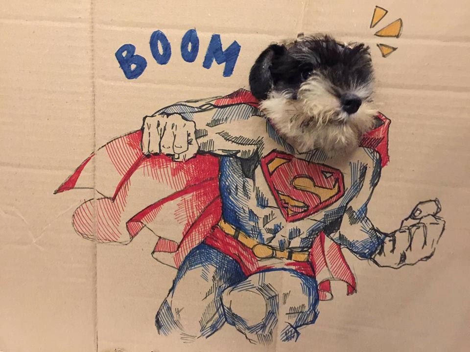 Gương mặt bặm trợn đầy lông lá của của chú chó khá thích hợp với nhân vật siêu nhân Superman.