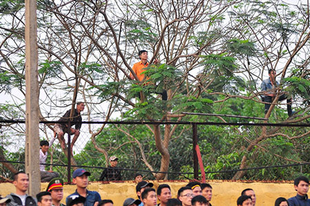 Để thỏa mãn đam mê xem trực tiếp bóng đá, các CĐV Việt Nam ngại gì việc leo cây.