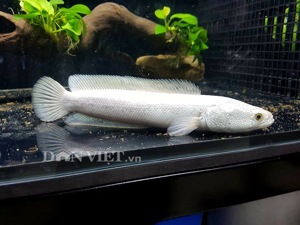 Cận cảnh một con cá lóc bạch kim mới được anh Ken đưa về Việt Nam.