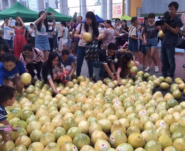 Đắng lòng hơn, chính nữ chủ nhân của màn tỏ tình này đã tuyên bố chia số bưởi cho những người đứng xem. Chỉ trong hai phút, 999 quả bưởi đã bị lấy sạch.